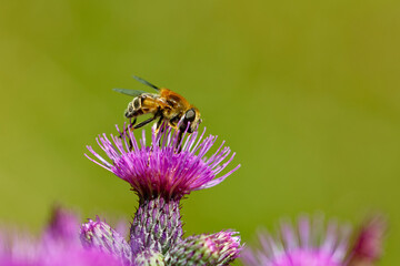 Mistbiene, Schlammbiene oder Scheinbienen-Keilfleckschwebfliege auf Blüten der Acker-Kratzdistel (Cirsium arvense)