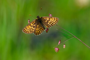 Obraz premium Wachtelweizen-Scheckenfalter (Melitaea athalia) 