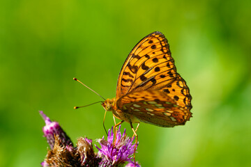 Feuriger Perlmuttfalter ( Fabriciana adippe )	