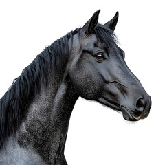 Close-up of an Andalusian horse head, 7 years old, stretching its neck against white background isolated on white background