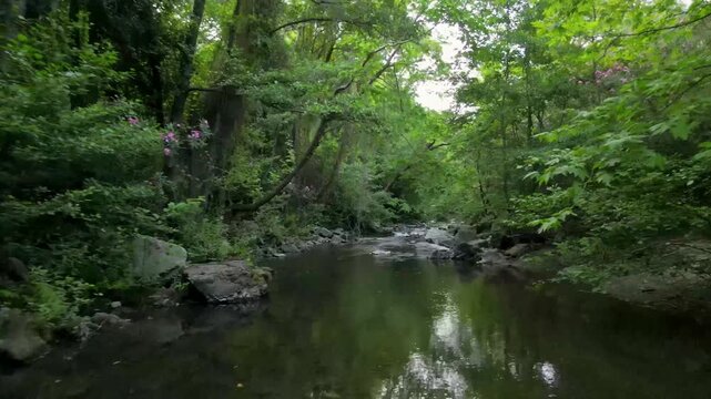 drone view stream in the forest