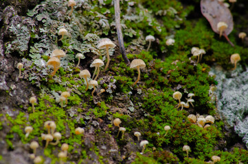 Mushroom colony on a tree trunk