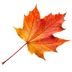 Fototapeta premium Vibrant orange maple autumn leaf isolated on a transparent background png
