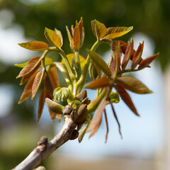 Close-up of young tree leaves sprouting in spring sunlight outdoors