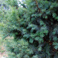 Various shrubs and trees create a vibrant natural setting. Ideal for nature and landscaping themes