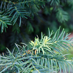 Close-up of evergreen coniferous plant with needle-like leaves. The foliage is dense and green,...