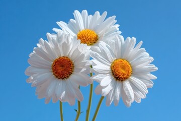 Naklejka premium Three daisies against a vivid blue sky