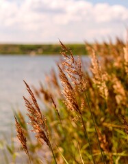 Fototapeta premium Tall grasses along the water's edge dance in the breeze