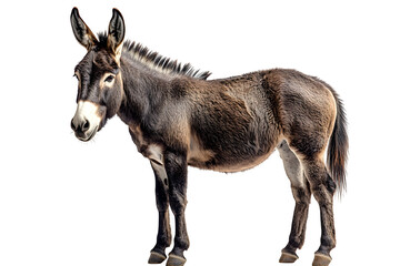 Female black donkey isolated on white background
