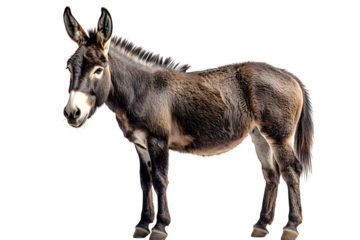 Female black donkey isolated on white background