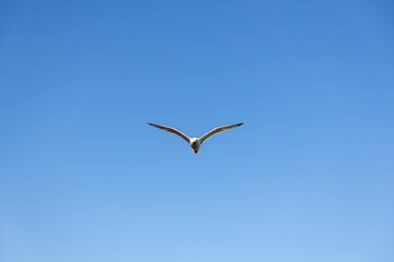 Front view of a seagull soaring against a clear blue sky in Chioggia, Italy