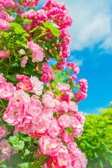 北海道　札幌市　バラ園