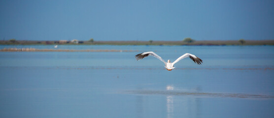 A flock of pelican birds walks along the blue lake of Cyprus. Flying pelicans in the blue sky. Waterfowl at the nesting site.