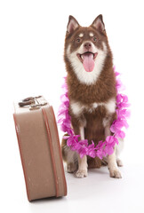 A Pomsky puppy with a suitcase