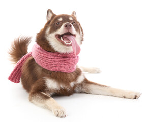 A Pomsky puppy wearing scarf