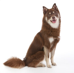 A Pomsky puppy sitting facing