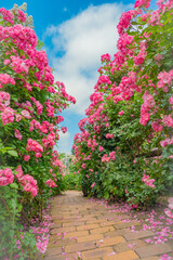 北海道　札幌市　バラ園