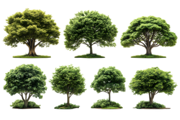 Isolated big tree collection isolated on white background