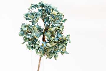 Close-up of a Blue Dried Hydrangea Flower on White Background

