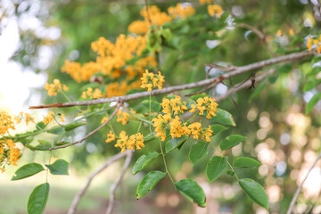 The national flower of Myanmar is the Padauk flower, or Pterocarpus macrocarpus, is in full bloom in the natural garden.