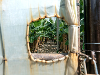 View through a hole onto a banana plantation on La Palma with densely growing plants in a protected micro climate.