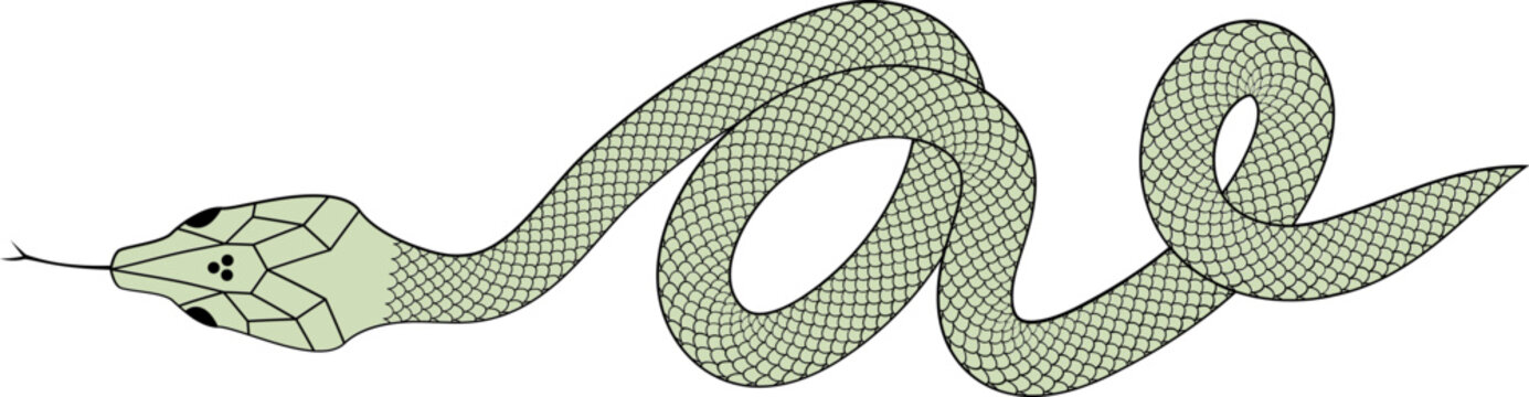Green and black Snake with scales vector illustration 