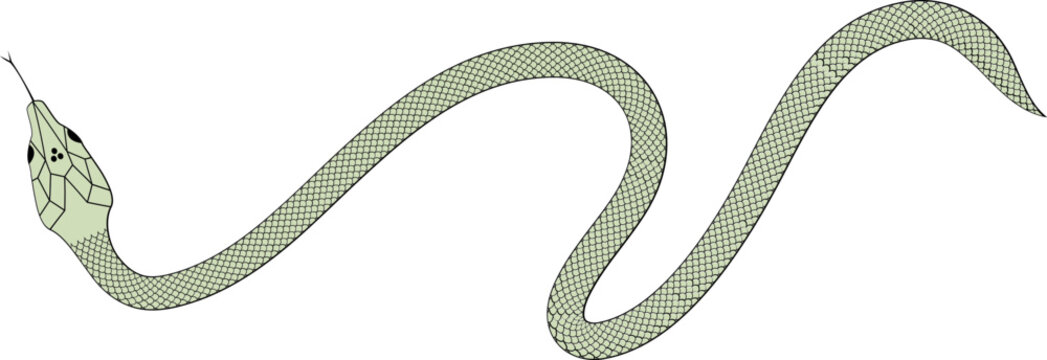 Green and black Snake with scales vector illustration 