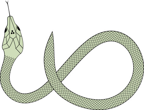 Green and black Snake with scales vector illustration 