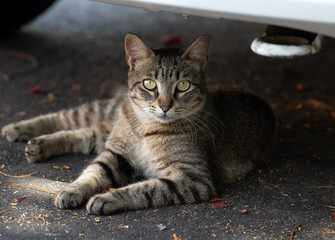 A tabby street cat with shimmering eyes lies comfortably in the shade under a car on Gran Canaria. Striped fur in earthy brown and black tones.