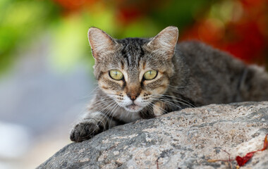 Street cat on a boulder in Gran Canaria, alert and tabby-coated, with a natural backdrop.