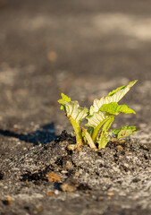 A plant sprout breaks through the asphalt. Strength and endurance in nature. The concept of business breakthrough, ideas and opportunities.