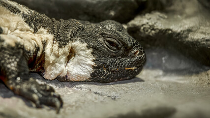 Portrait of a Moroccan Spiny-Tailed Lizard in a terrarium. Uromastyx acanthinurus, ZooParc de Beauval, Saint Aignan sur Cher, Loir et Cher 41, Région Pays de la Loire, France, European Union, Europe
