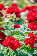 北海道　札幌市　バラ園