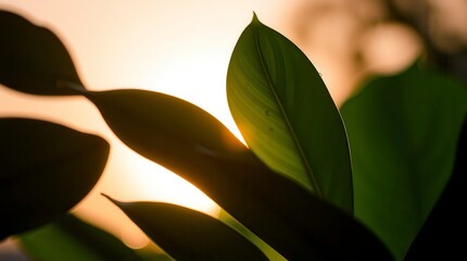 Obraz premium Green Leaves Silhouetted by Sunlight
