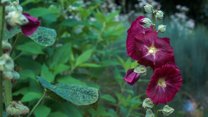 Vibrant hollyhocks (Alcea rosea L.) in full bloom with clustered buds along a tall stem, showcasing Alcea rosea L. features in a lush green summer garden setting where bumblebees collect nectar.