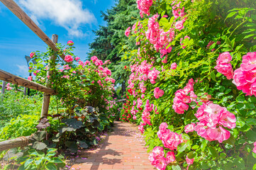 北海道　札幌市　バラ園