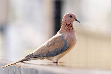 Pink pigeon, Spilopelia senegalensis, bird laughing dove close up.