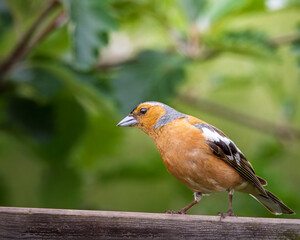 Male Chaffinches perched at Hauxley Nature Reserve, Northumberland July 2025. 