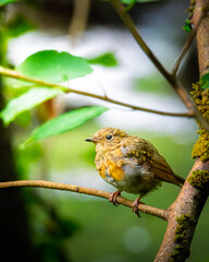 Juvenile Robin, perched and hunting insects, Humford Woods, Northumberland July 2025