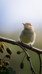 Female Blackcap, singing in the forest at Humford Woods, Northumberland July 2025. 