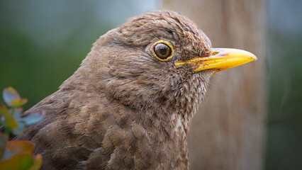Female Blackbird, Headshots, either really like me or likes the worms I am unearthing by weeding, Stakeford July 2025. 