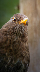 Female Blackbird, Headshots, either really like me or likes the worms I am unearthing by weeding, Stakeford July 2025. 