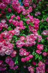 北海道　札幌市　バラ園