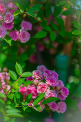 北海道　札幌市　バラ園