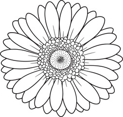 Monochrome marvel: Detailed gerbera daisy blossom isolated with