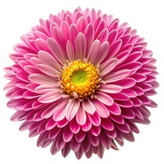 pink gerber daisy