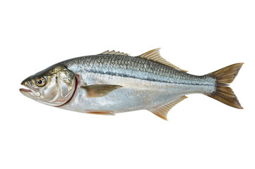 Fototapeta premium Fresh Silver Fish Studio Shot, Ocean Background, Seafood Menu
