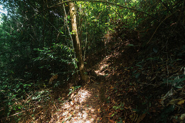 Serene Pathway Through Lush Jungle Near Monthathan Waterfall, Thailand