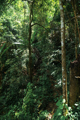 Lush Green Forest Pathway to Monthathan Waterfall in Chiang Mai