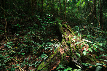 Serene Forest Scene Near Monthathan Waterfall in Chiang Mai Region